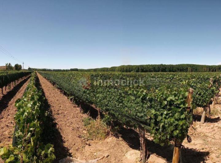 Campo · 90000ha