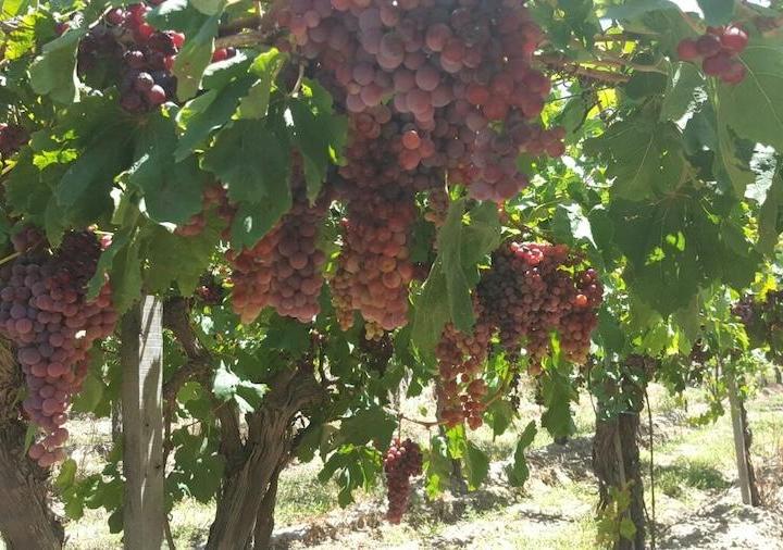 Campo · 299ha · 2 Dormitorios