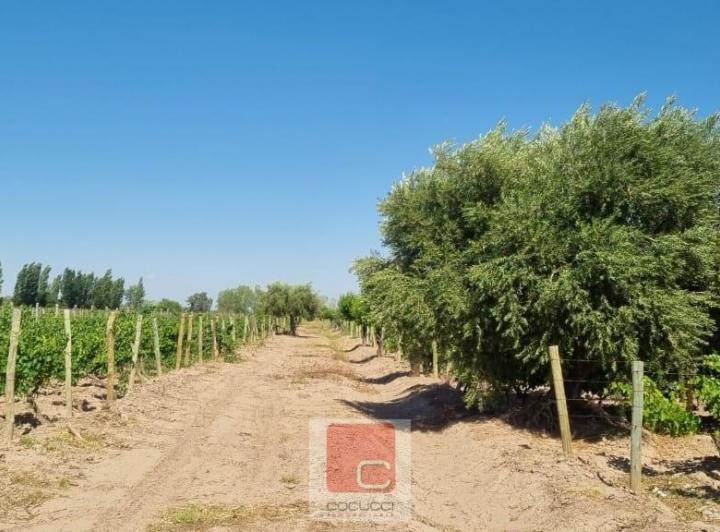 Campo · 10ha