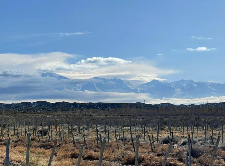 Campo