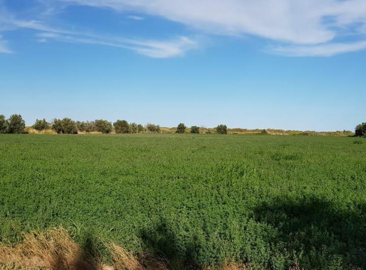 Campo · 125m²