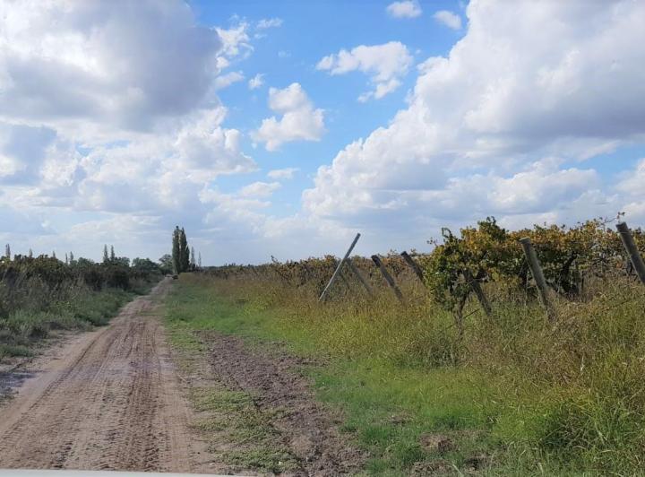 Campo