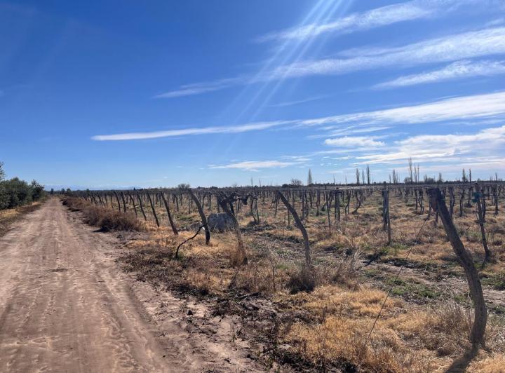 Campo · 68ha