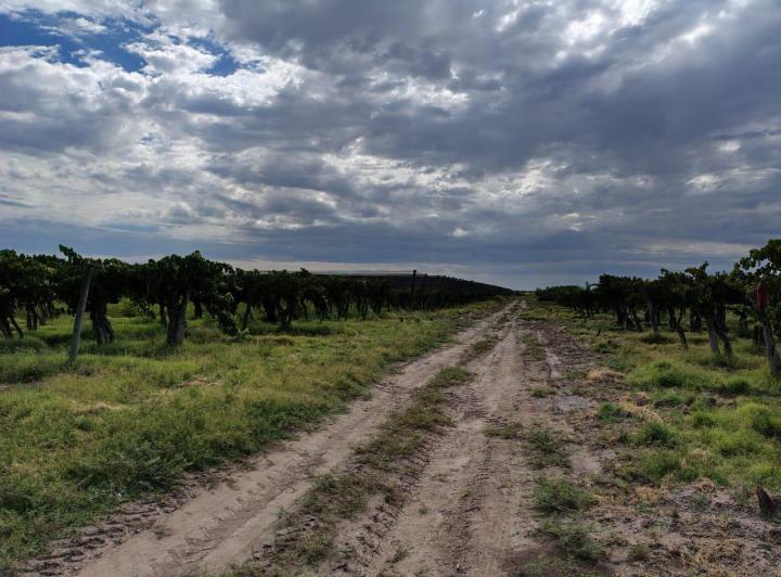 Campo · 43ha