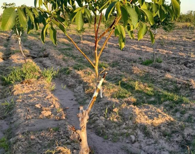 Campo · 38000m²