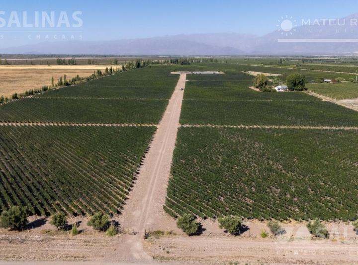 Campo · 240000m²