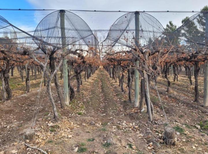 Campo · 250ha