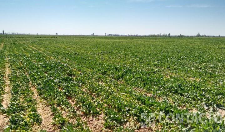 Campo · 1090m²