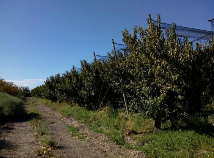 Campo · 1m²