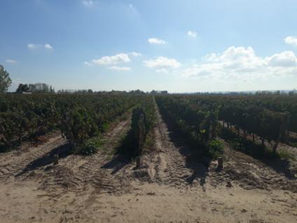 Bodega-Galpón · 77m²