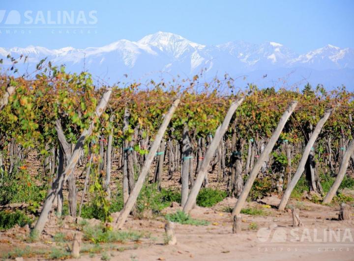 Campo · 420000m²