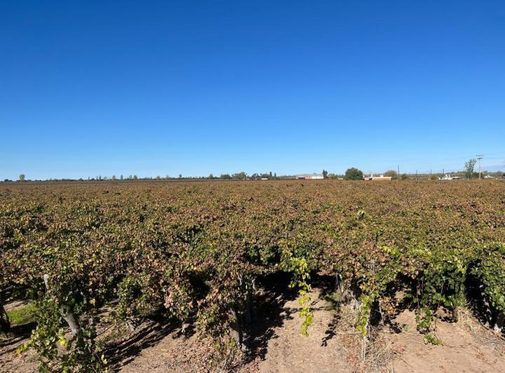 Campo · 960000m²