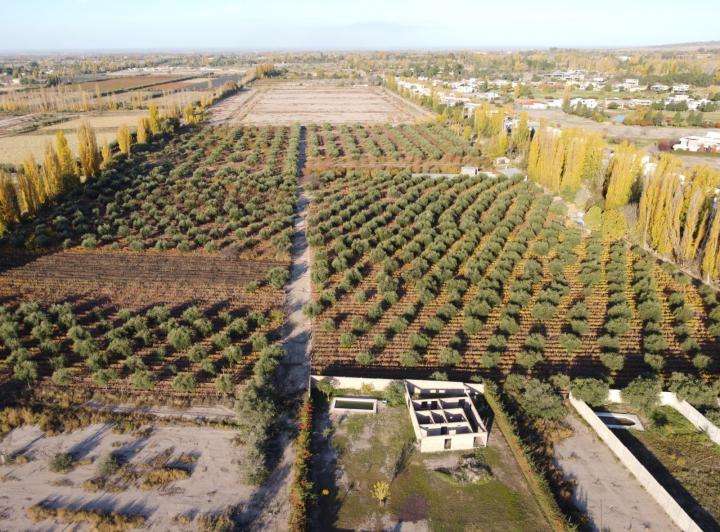 Campo · 38000m²