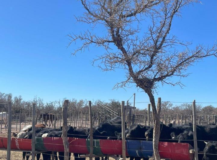 Campo · 100ha