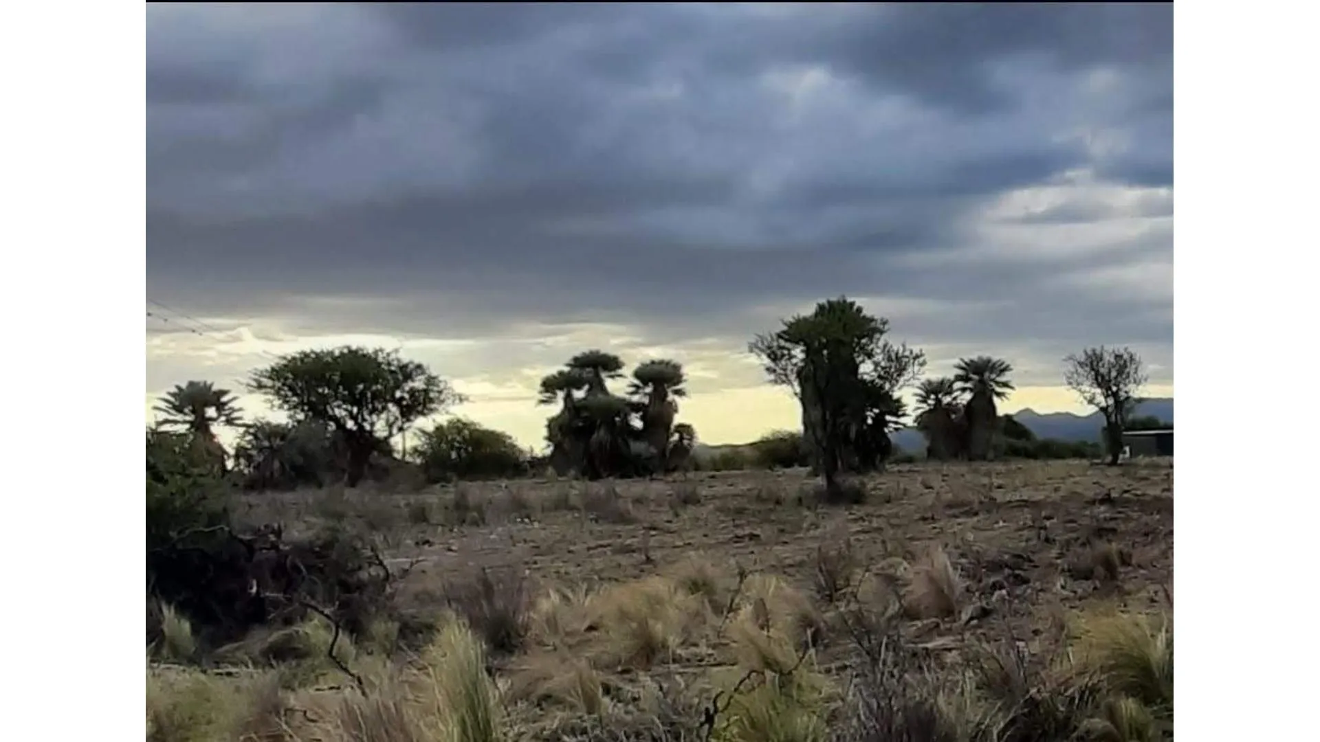 CAMPO EN RUTA 15 CHAMICO PEDANIA SALSACATE