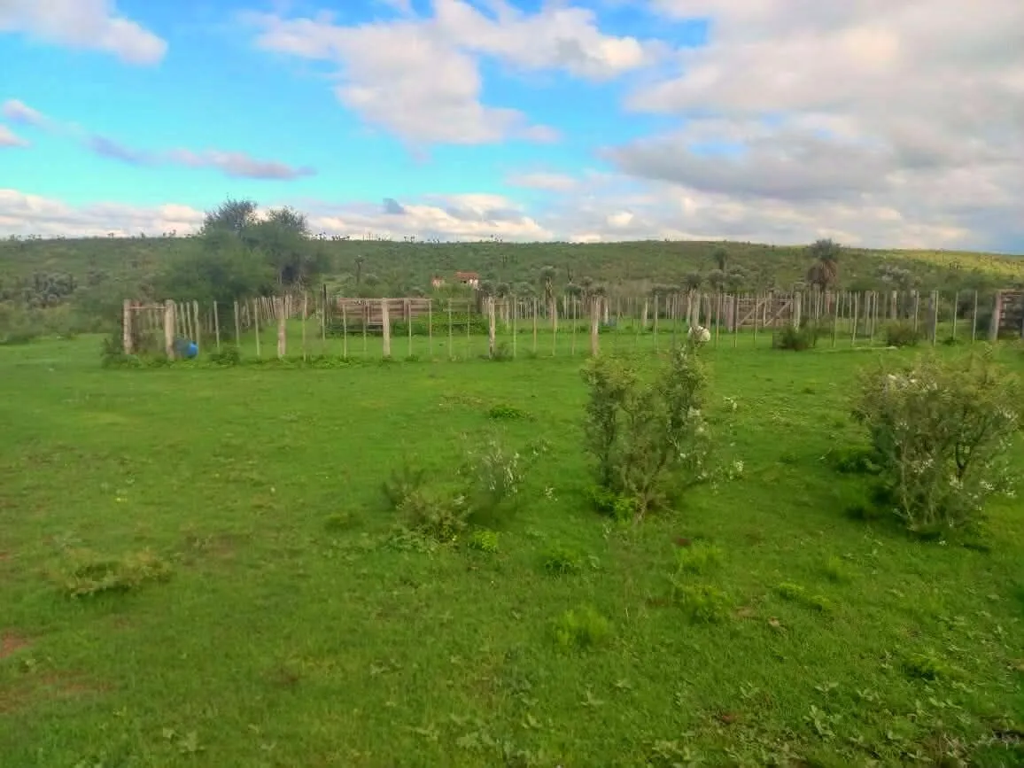 CAMINIAGA 300 HA