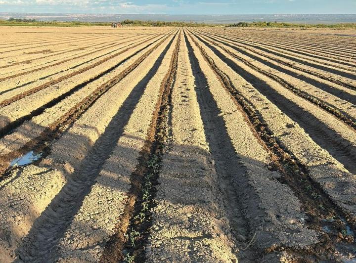 Campo · 11300000m²