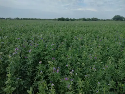 Campo en Venta en Colonia Dora, Avellaneda