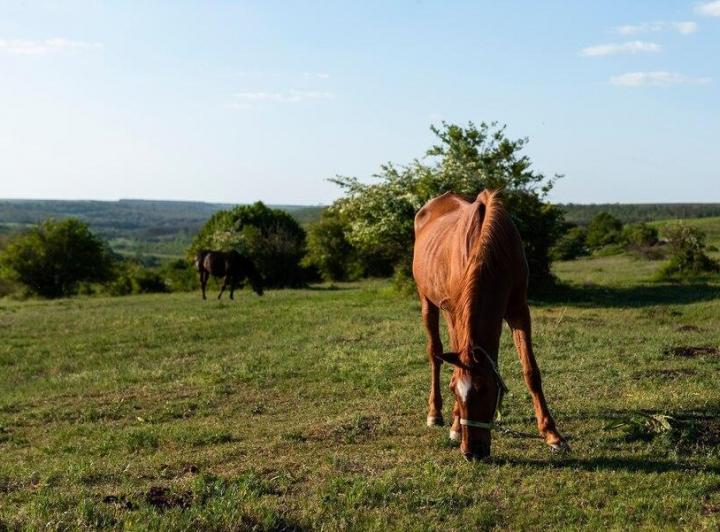Campo · 400000m²