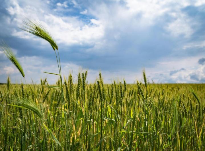 Campo · 39000m²