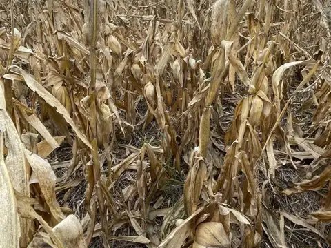 Campo en Venta en Arequito, Caseros