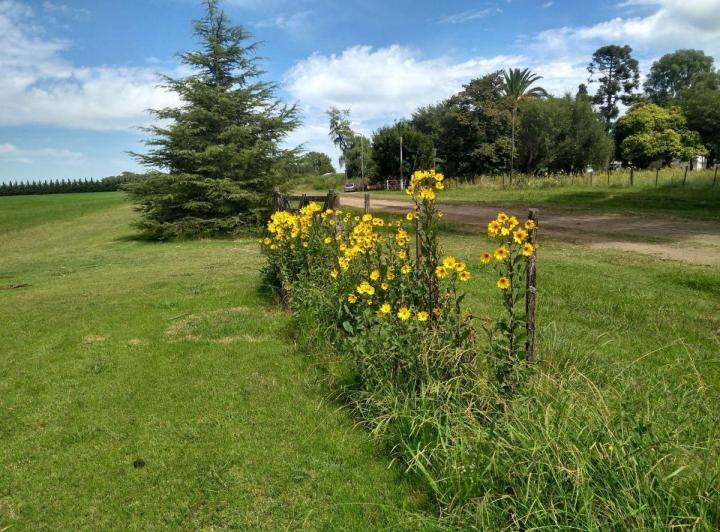 Campo · 40ha