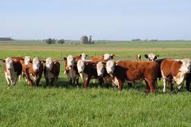 Campo · 1220000m²