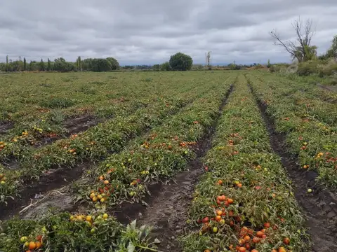 Campo en Alquiler en San Carlos, Mendoza