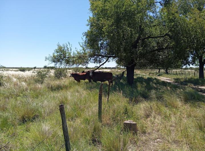Campo · 6596846ha