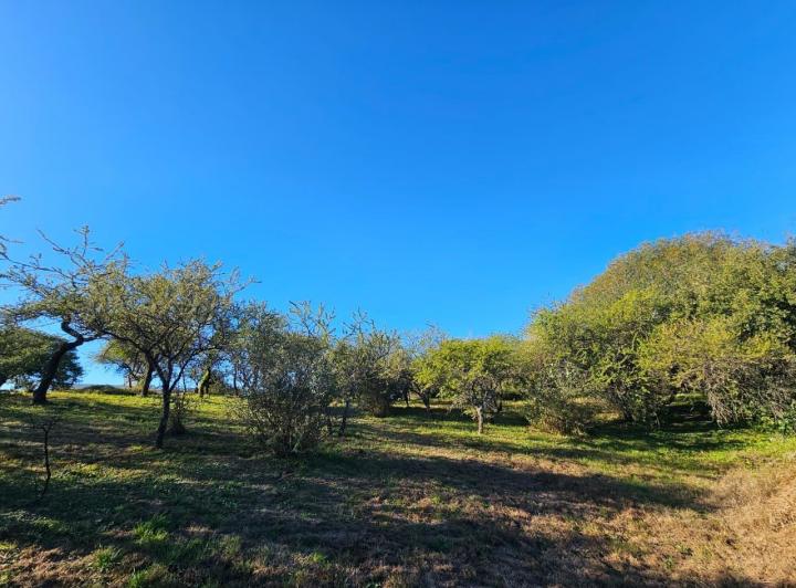 Terreno · 1537m²