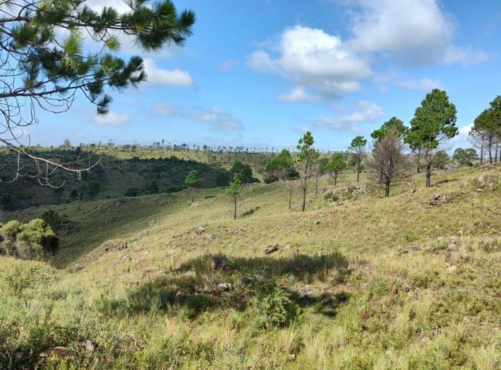 Campo · 1m²