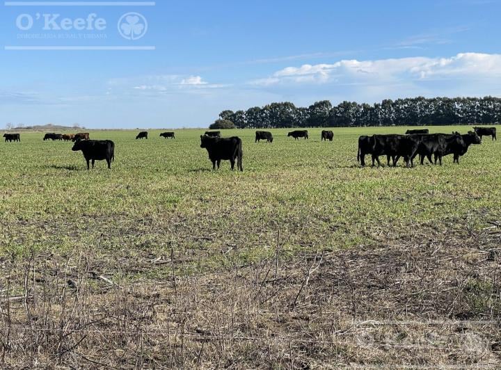Campo · 120m² · 3 Ambientes