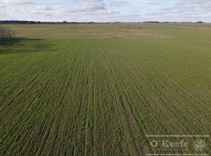 Campo · 2090000m²