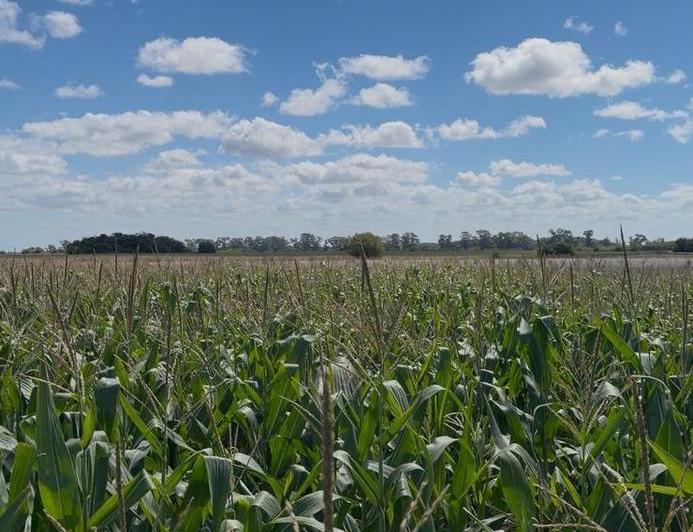Campo · 556000m²