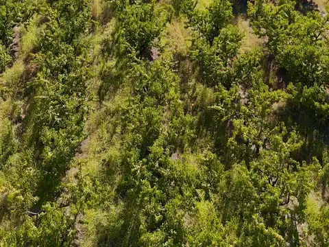 Campo en Venta en La Buana Moza, Partido de San Pedro