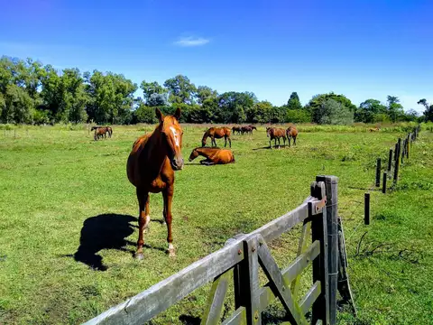 Campo en Venta en Solis, Partido de San Andrés de Giles