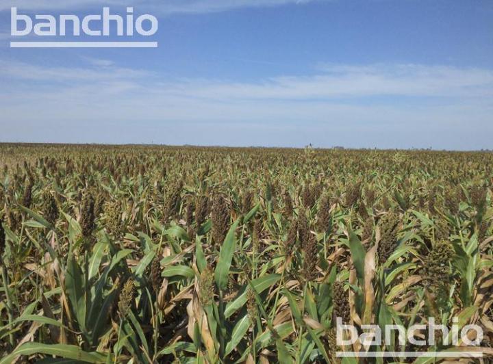 Campo · 1500000ha