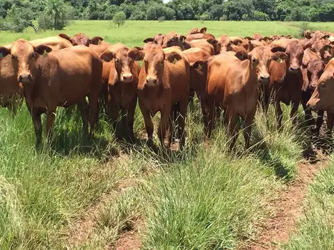 Campo en Venta en Esquina, Corrientes