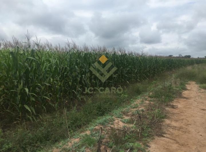 Campo · 9000000ha
