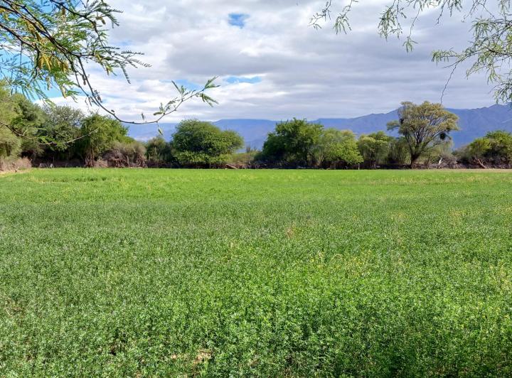 Terreno · 6000m²