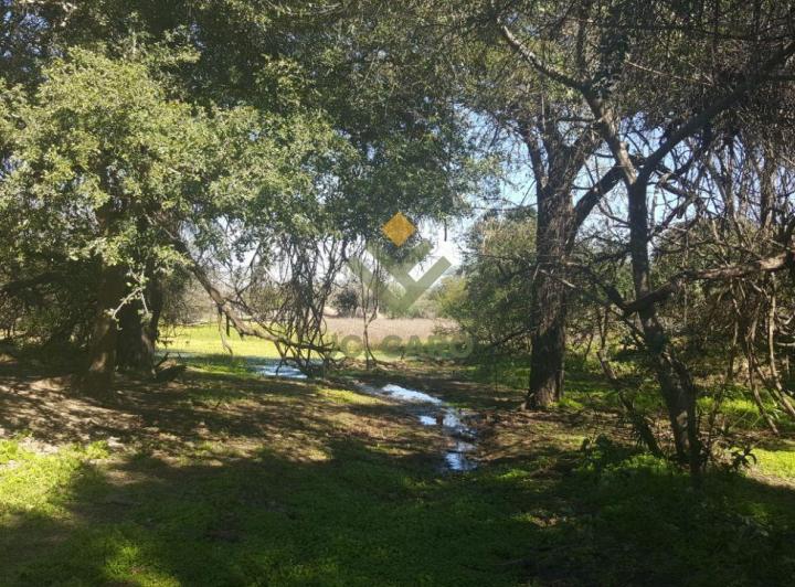Campo · 34400000ha