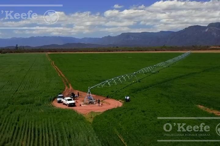 Campo · 500ha · 14 Ambientes