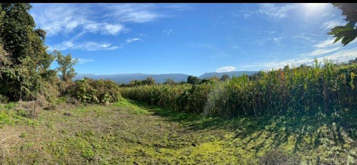 Campo