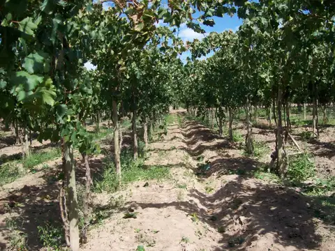 Campo en Venta en Monte Caseros, San Martín