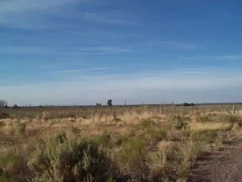 Campo en Venta en Santa Rosa, Mendoza