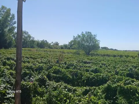 Campo en Venta en Colonia Segovia, Guaymallén