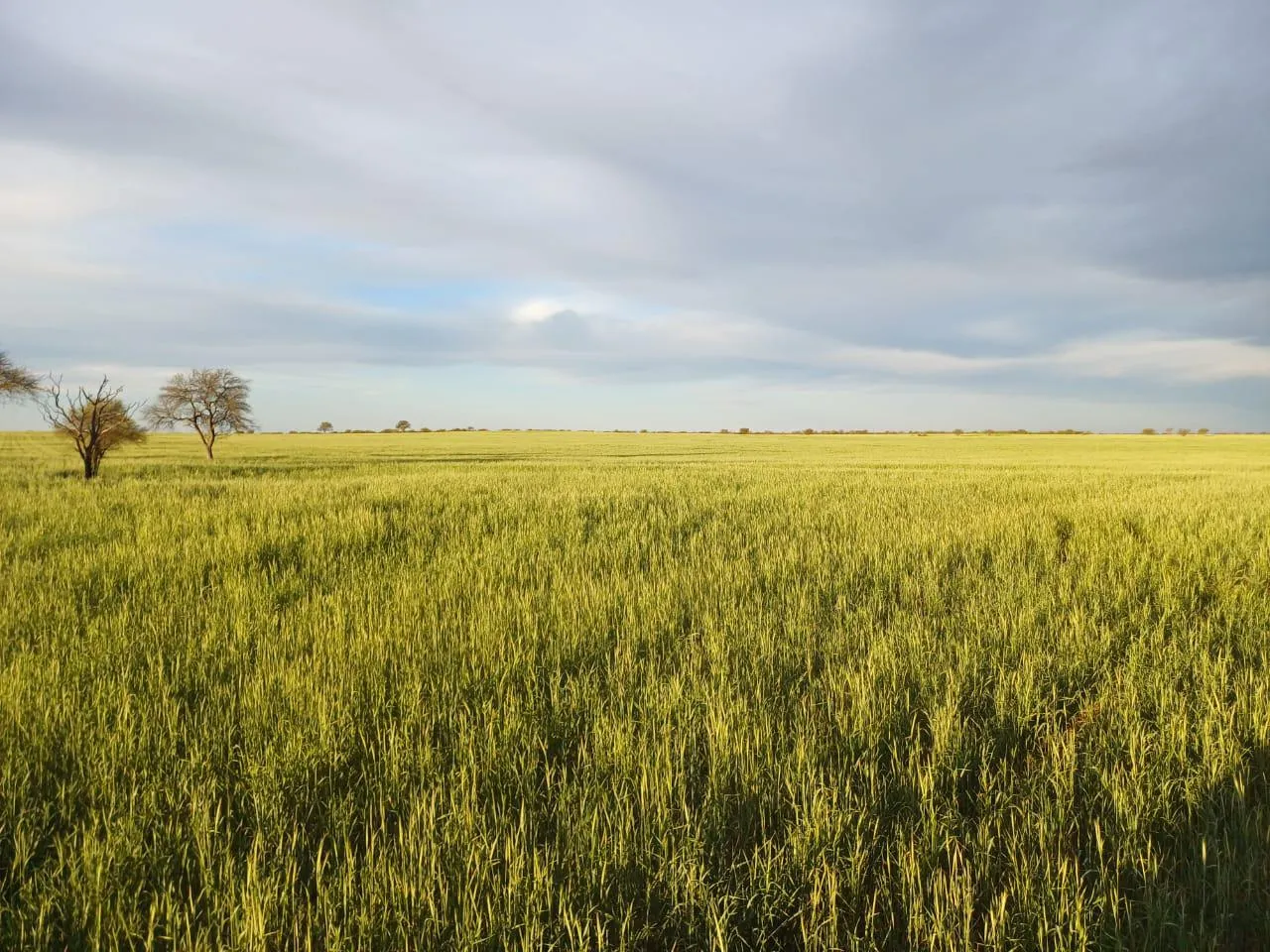 Venta Campo Mixto - Zona Buena Esperanza - San Luis