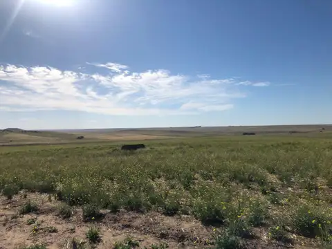 Campo en Venta en Puan, Partido de Puán
