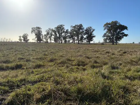 Campo en Venta en Las Flores, Partido de Las Flores