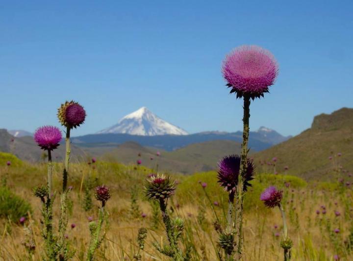 Campo · 26000000ha